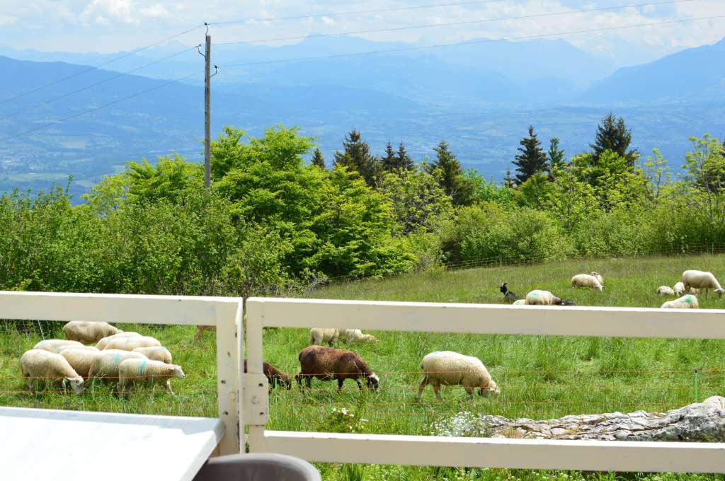 Sheep, Mont Saleve, France (2)