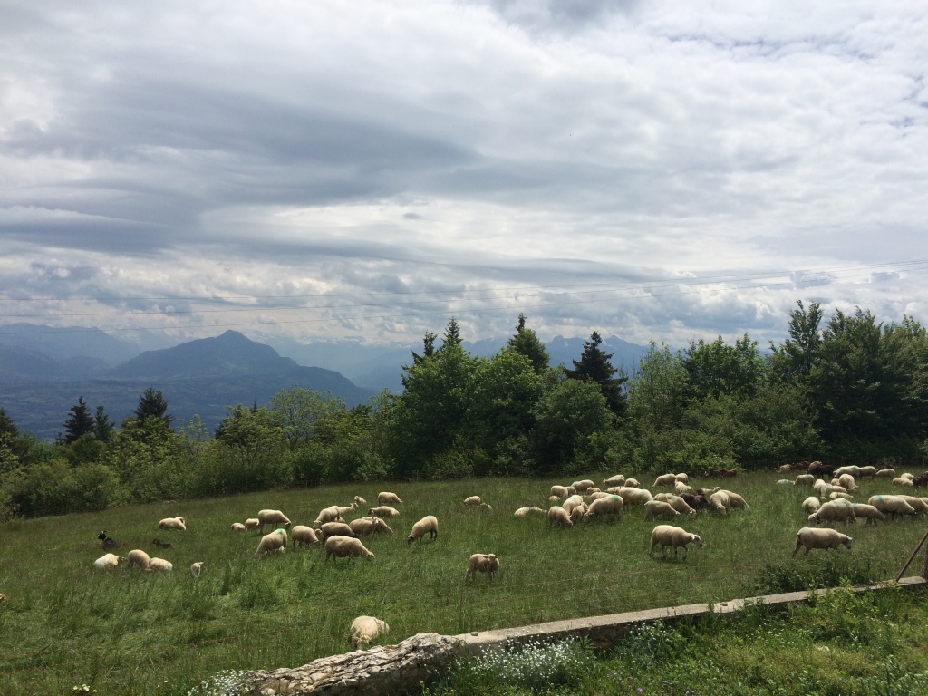 Sheep, Mont Saleve, France