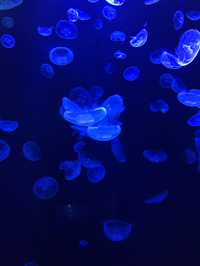 Jelly Fish, Lost Chambers Aquarium, Dubai, UAE
