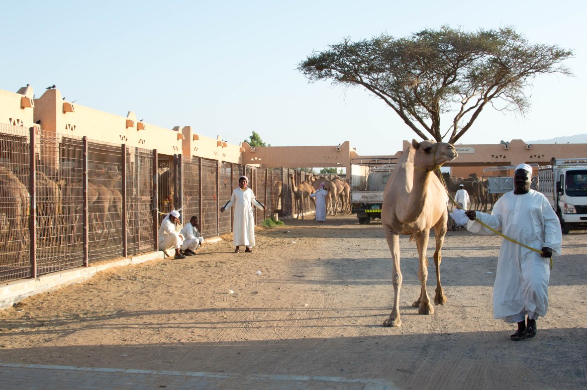 Walking Away With A New Camel, Camel Market, Al Ain, UAE