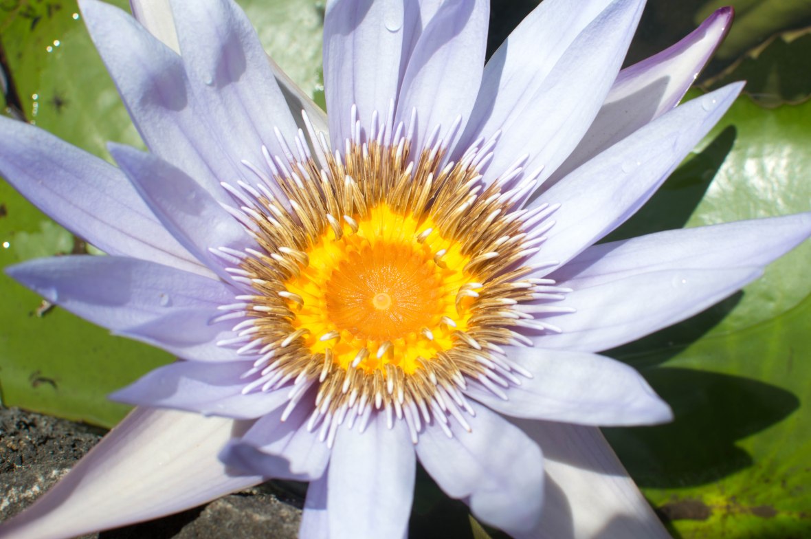 water-lily-pond-sir-seewoosagur-ramgoolam-botanical-garden-mauritius