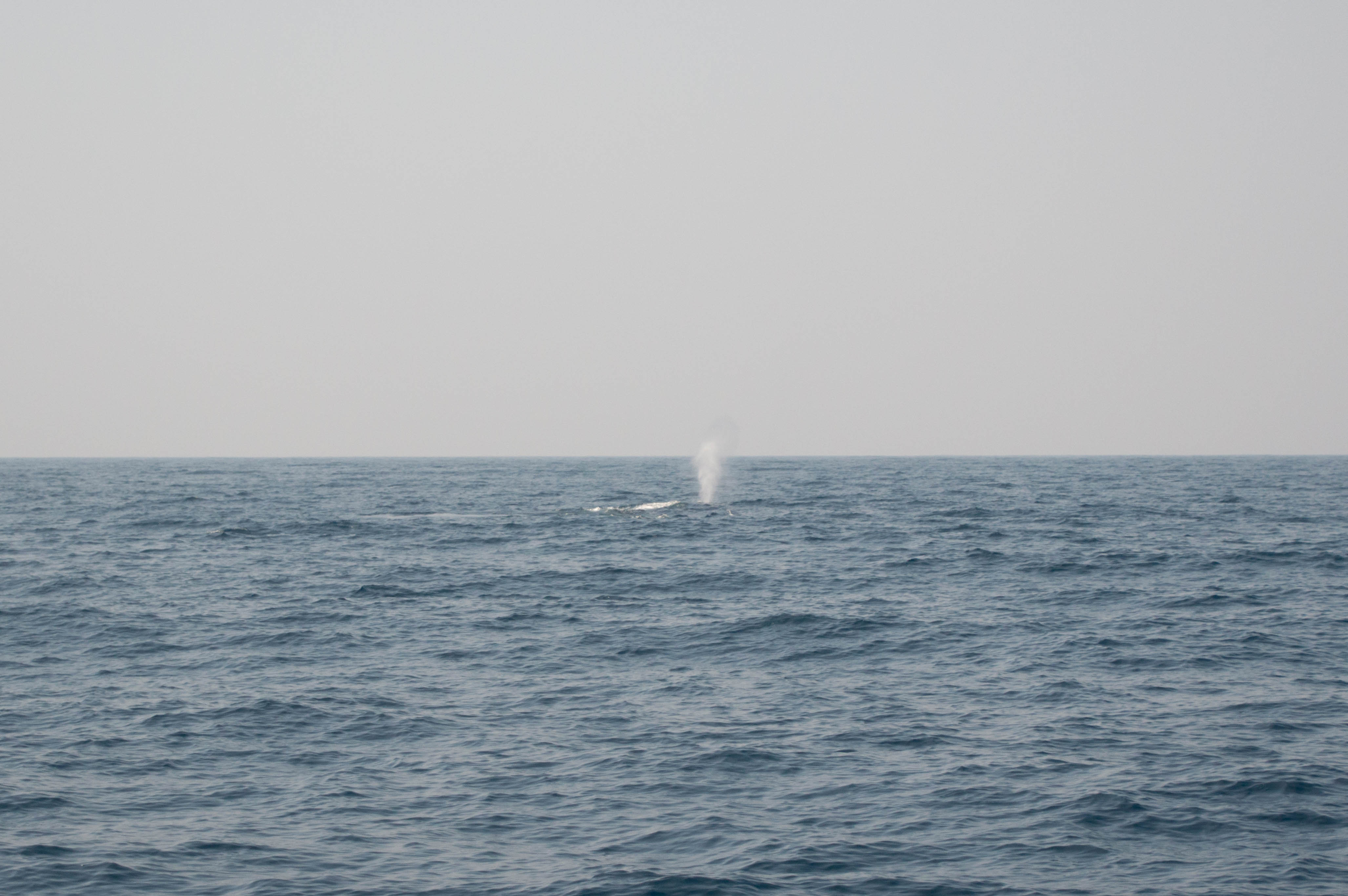 Blowhole, Whale Watching, Mirissa, Sri Lanka