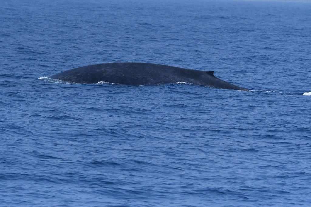 Blue Whale, Whale Watching, Mirissa, Sri Lanka